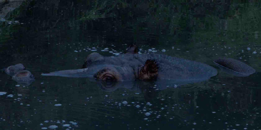 Un fotogramma estratto dal mocumentary "il diluvio universale" che raffigura un ippopotamo